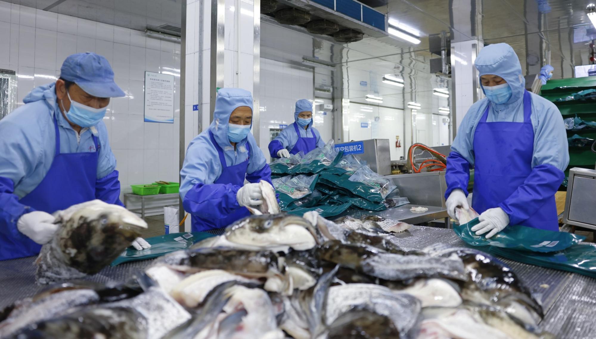 36小時(shí)從千島湖直達(dá)新加坡 千島湖魚頭登上“世界貨架”
